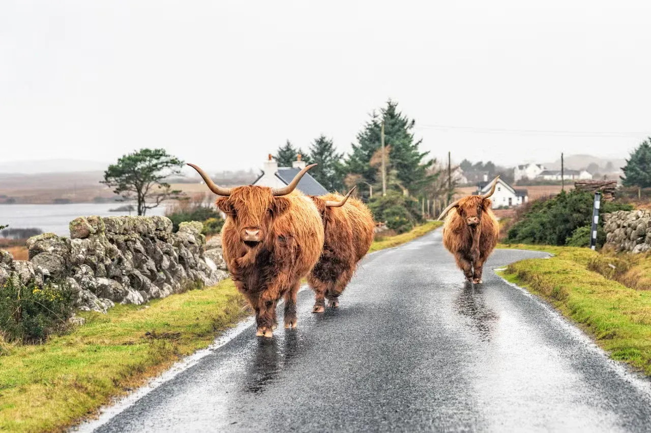 Highland cows walking down a country road in Scotland.