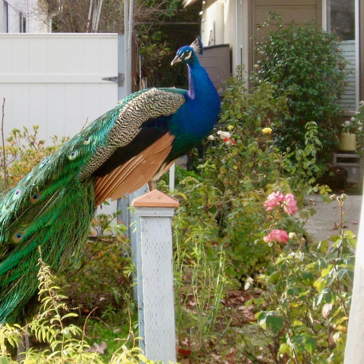 The Unexpected Success of Free-Roaming Peafowl in Southern California Suburbs