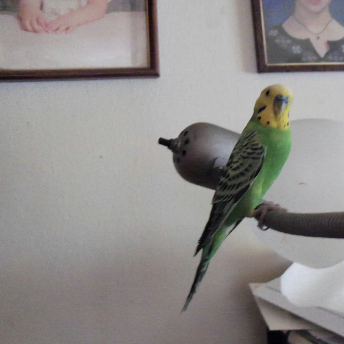 Bringing a Second Parakeet Home: A Step-by-Step Guide