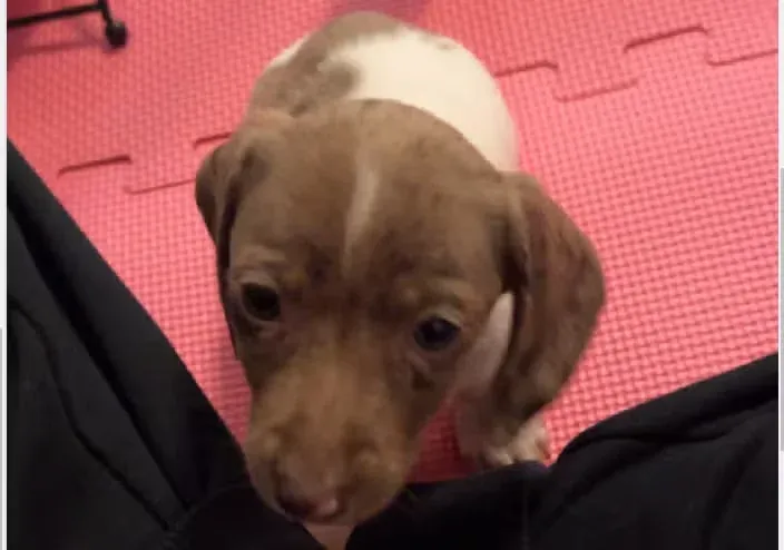 Two-month-old puppy
