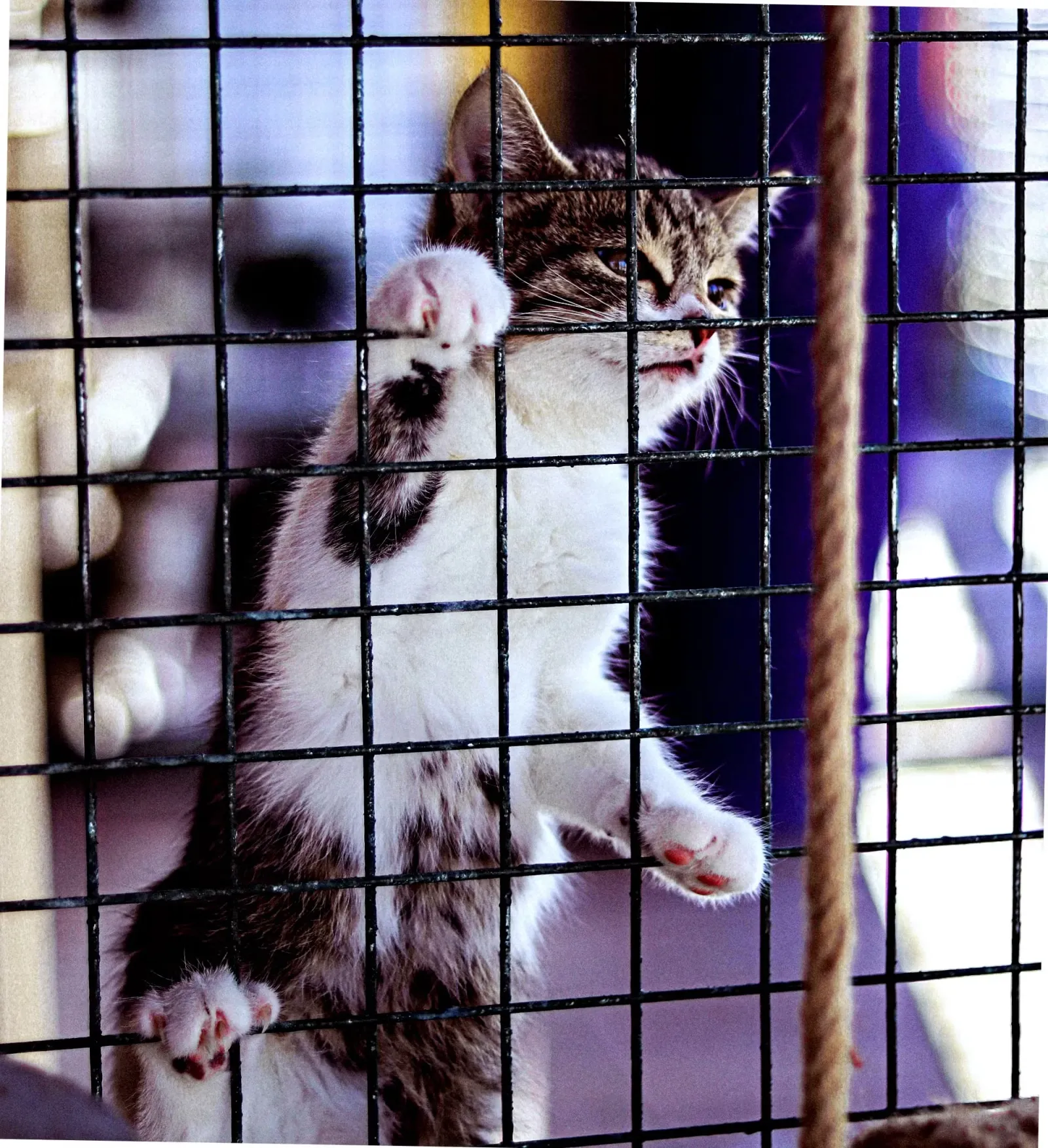 Kitty Climbing Cage
