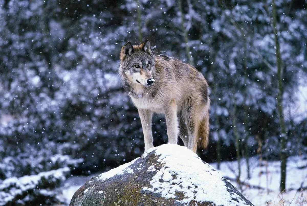 A timber wolf standing on a snowy rock