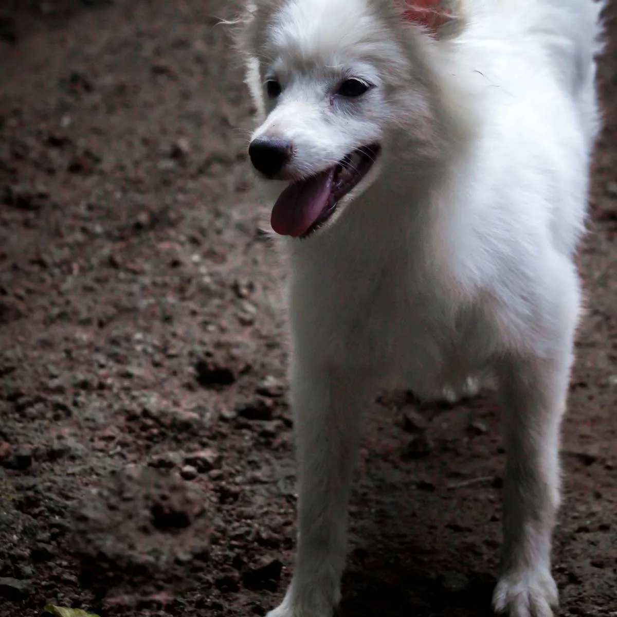 Puppy's Persistent Head Shaking and Foot Licking: What Pet Owners Should Know