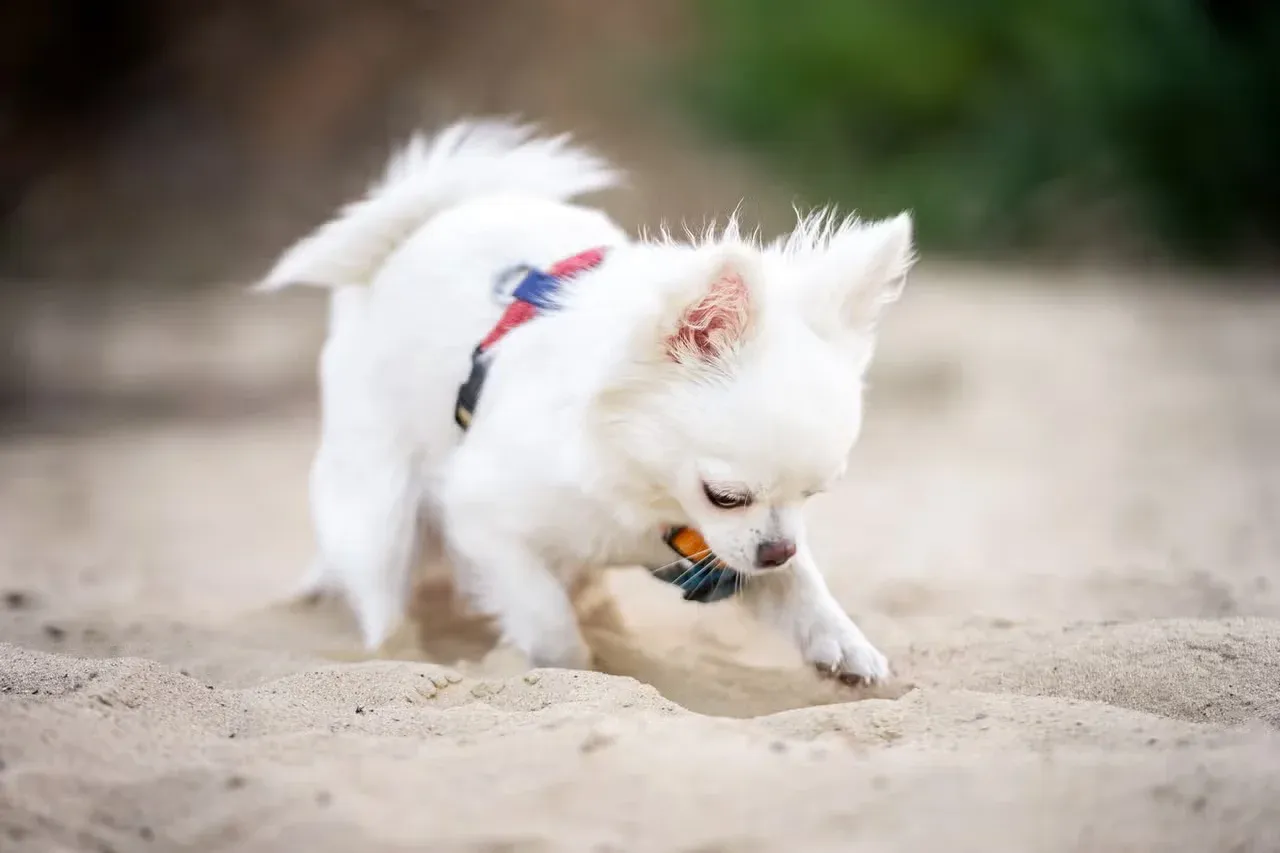 A white Chihuahua digging a hole on a sandy beach.