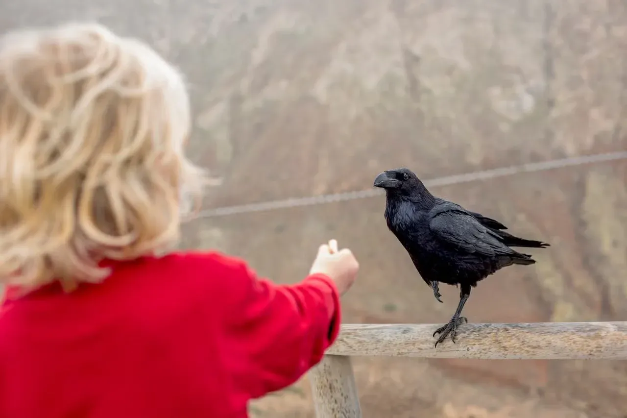A boy trying to make friends with a raven by feeding it.