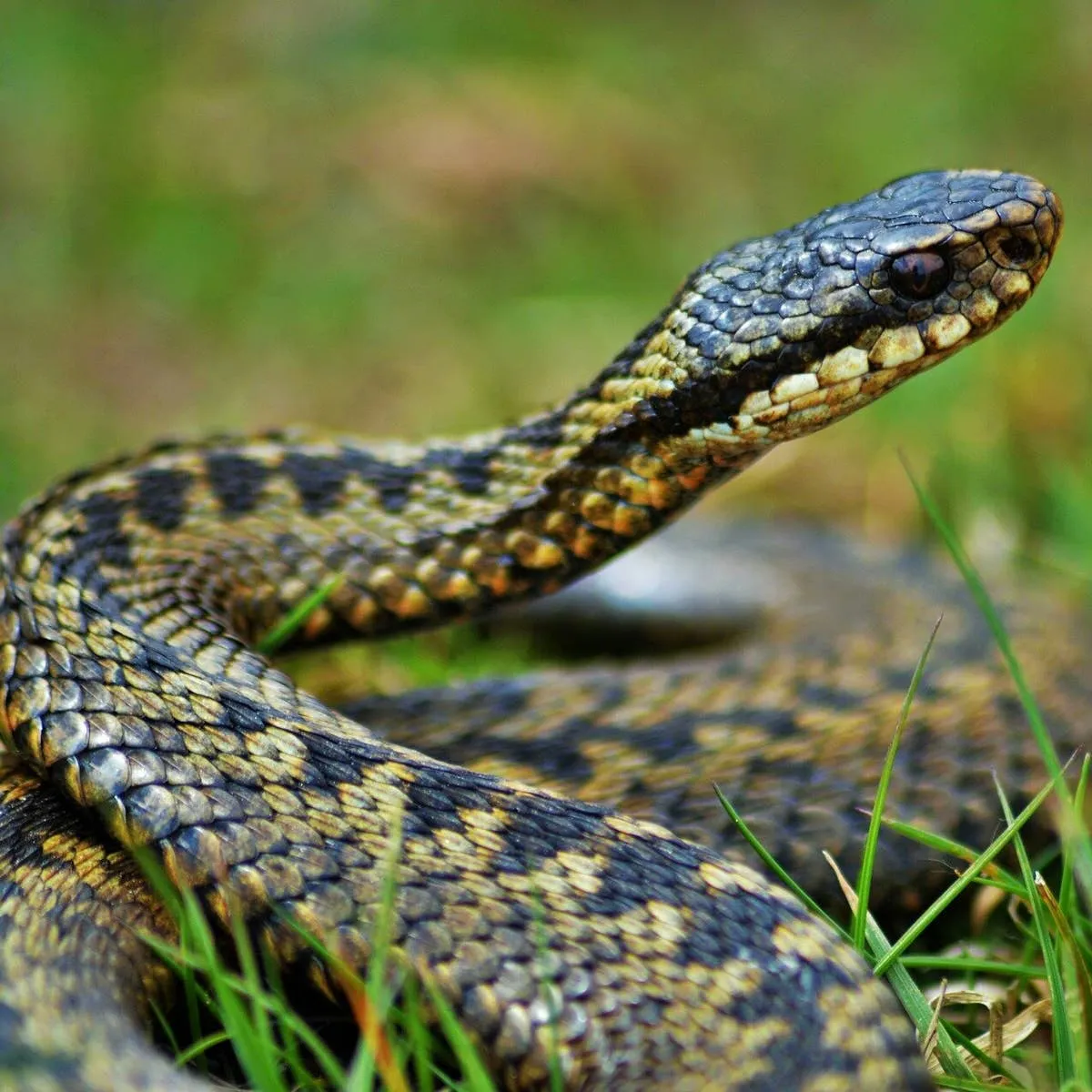 Keeping Your Dog Safe from Adder Encounters