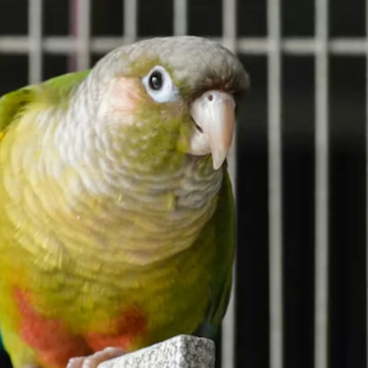 Green-Cheeked Conure Ownership: Realities and Responsibilities