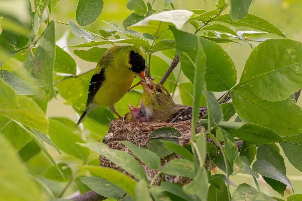 A goldfinch who has found a safe place to build her nest.
