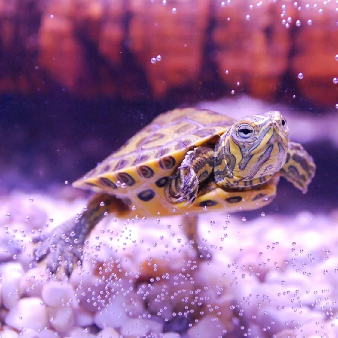 UV Bulbs vs. Sunlight: Which Light Is Right for Your Turtle?