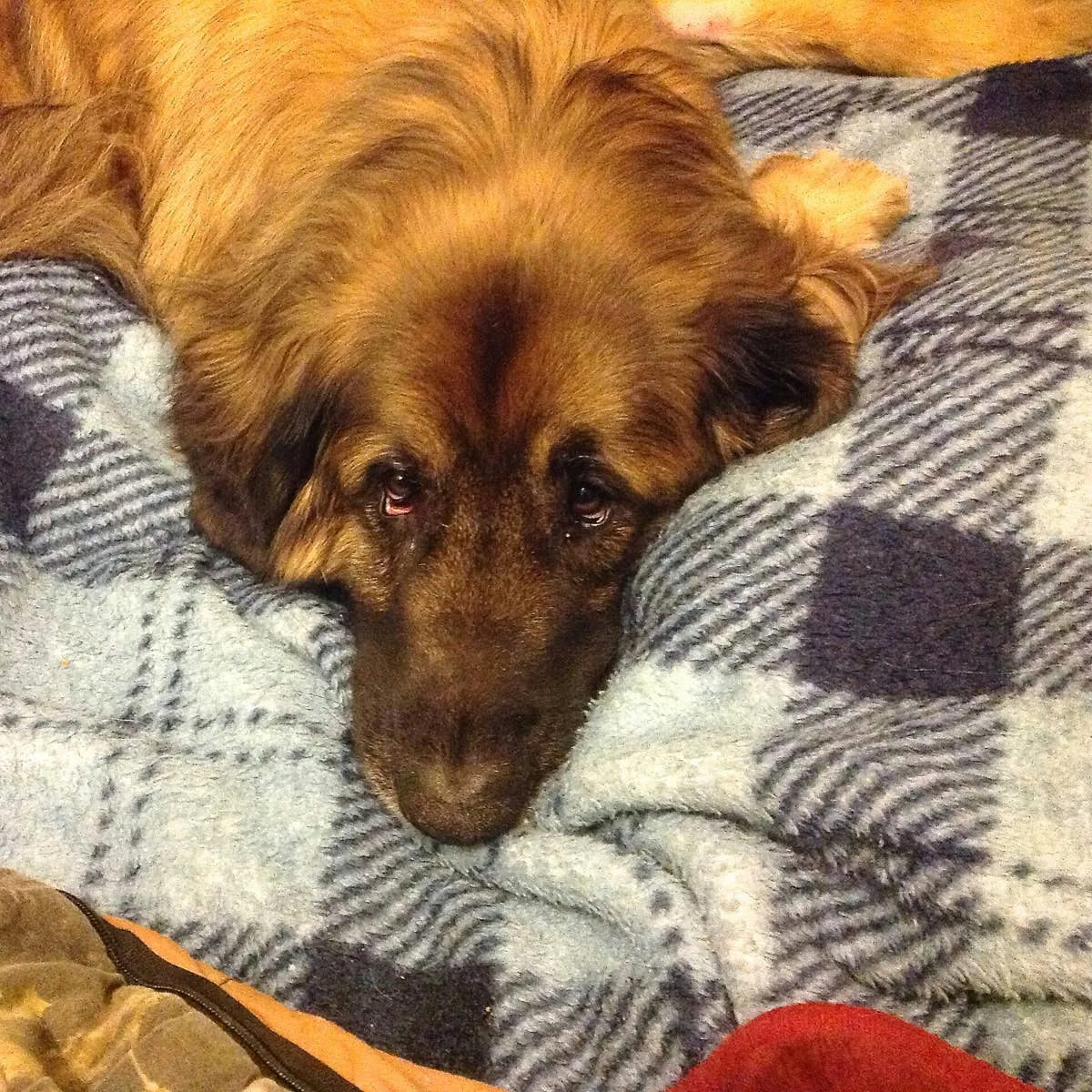 When a Dog's Intestine Becomes Obstructed: A Personal Account and Guide
