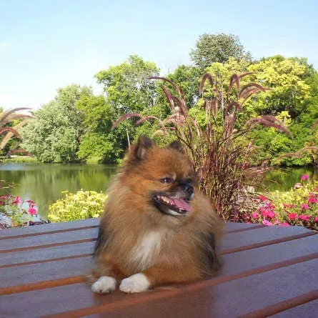 Protecting Tiny Canine Smiles: A Guide to Dental Care for Small Breeds