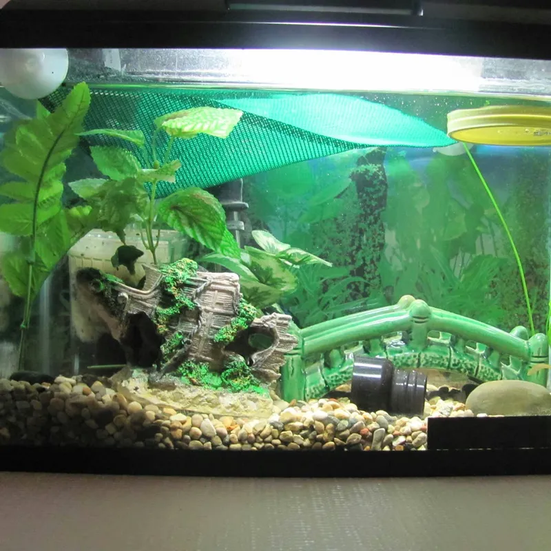 Budget-Friendly Approaches to Building an Aquarium System