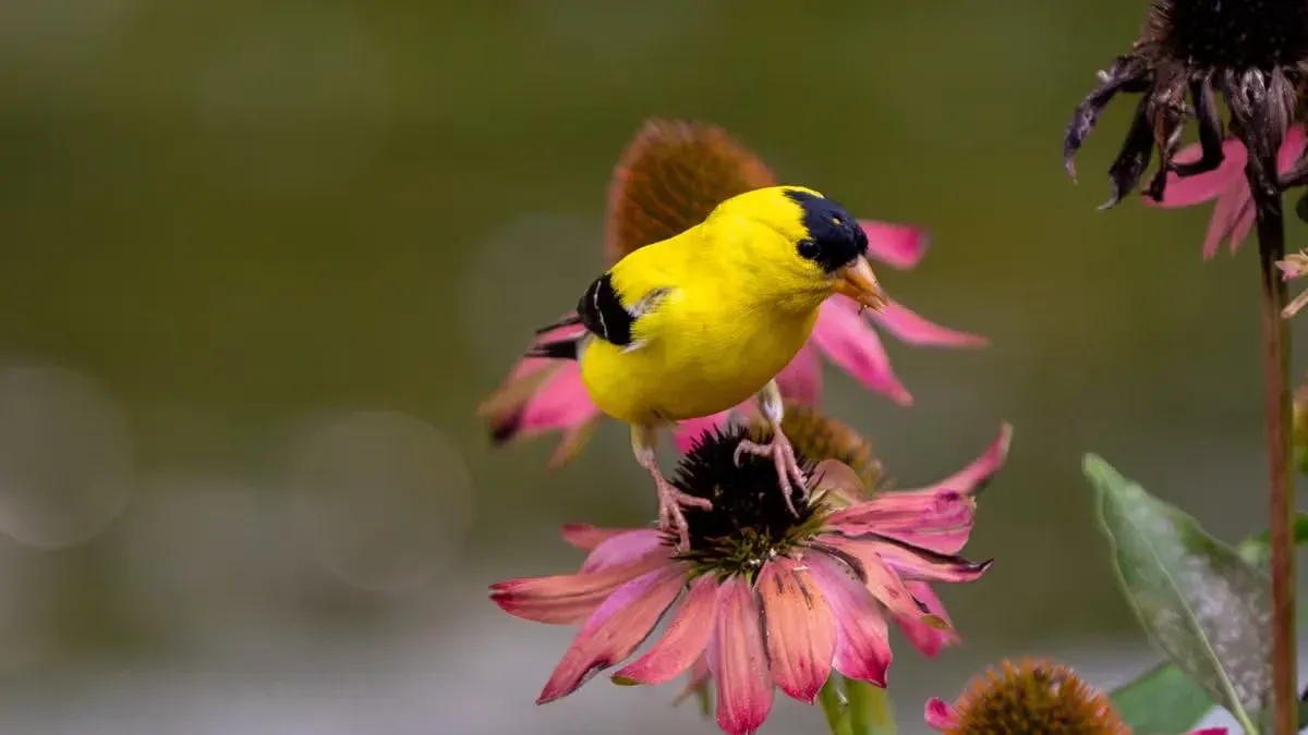 A goldfinch can return to the same place for may reasons.