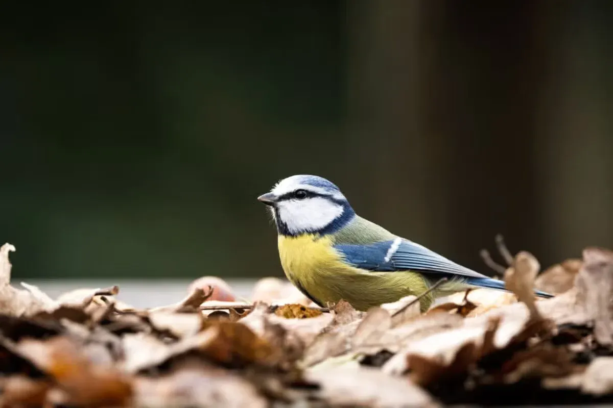 Leaf litter and native plants create places where birds can forage and hide.
