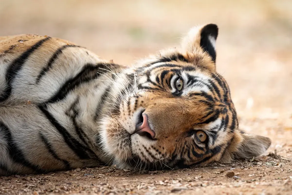 A cute tiger reclining on its side.