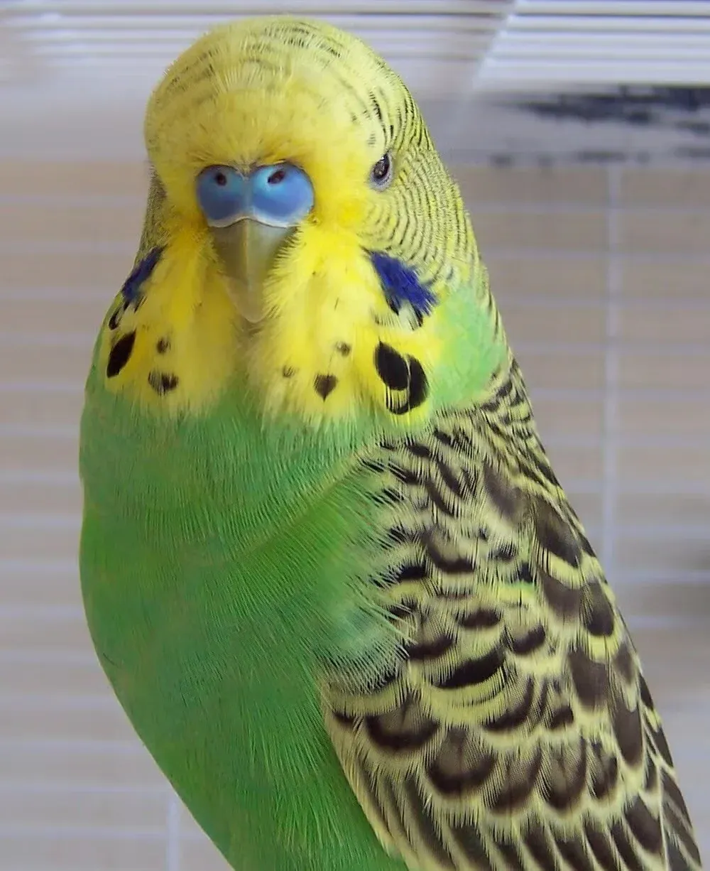 A yellow and green domestic parakeet
