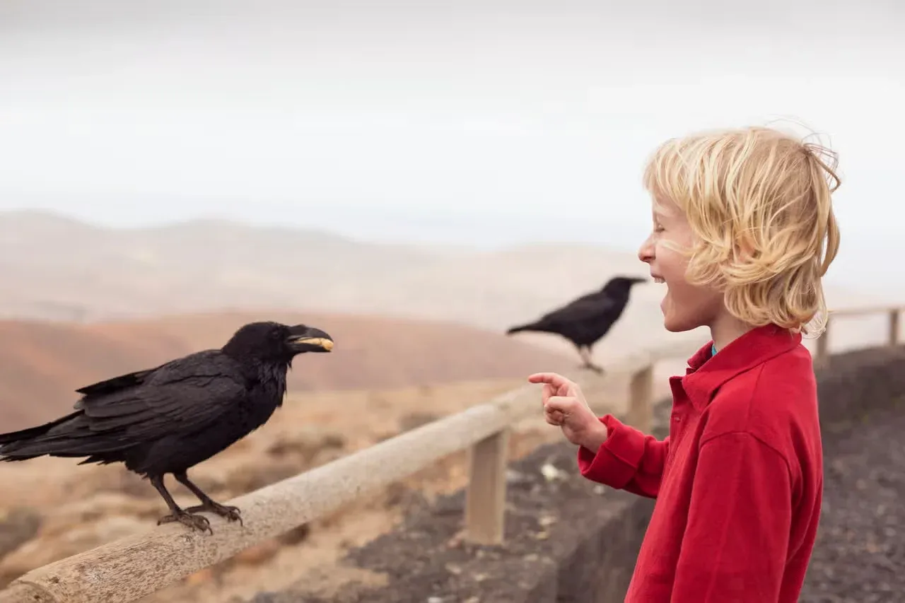 A boy feeding a crow that is his friend.