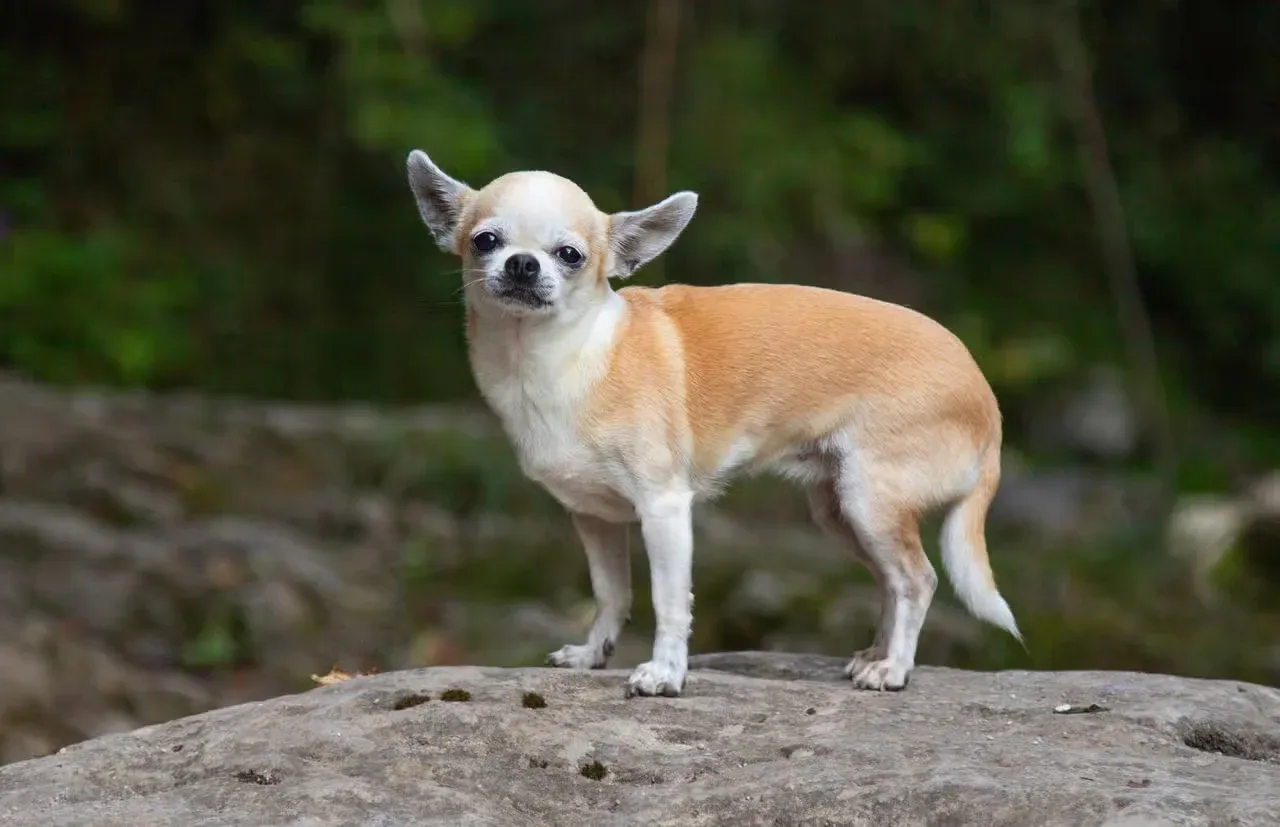 A Chihuahua standing on a large river boulder.