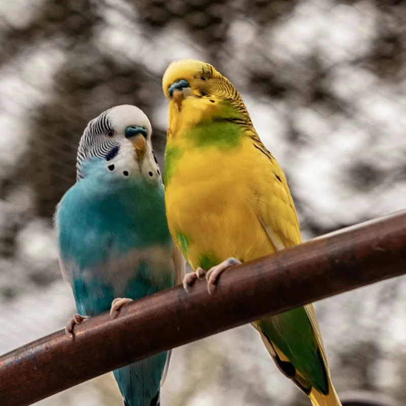 A Complete Guide to Selecting, Maintaining, and Teaching Your Parakeet
