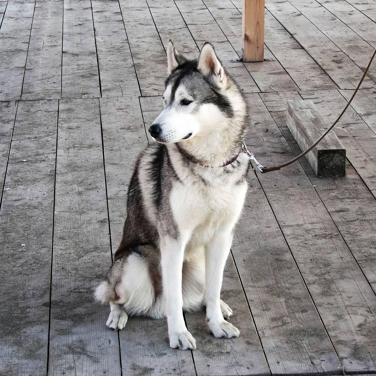 Five Core Concepts for Husky Obedience Training