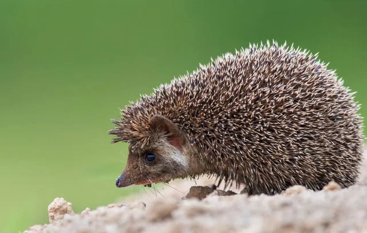 Closeup of a little hedgehog.