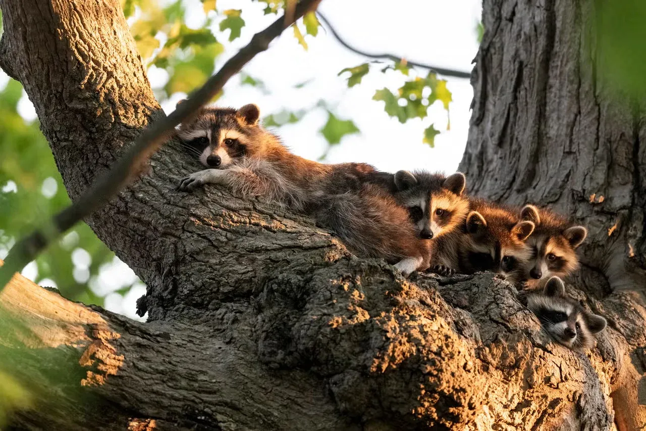 Baby raccoons hanging out in a tree.