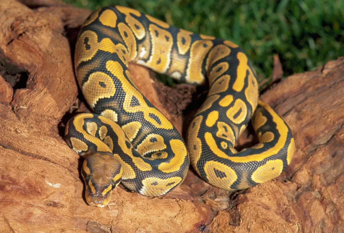 A yellow ball python resting on a log