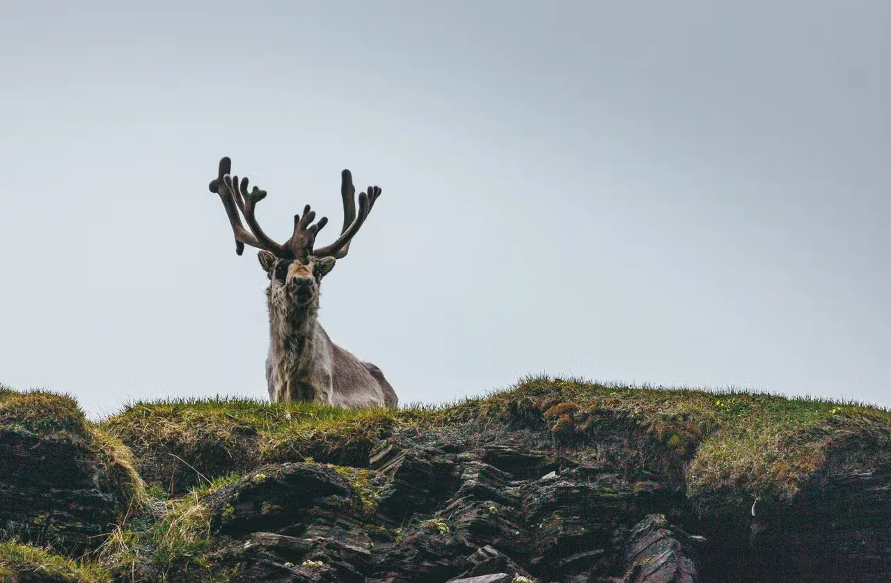 A majestic-looking reindeer with a magical name.