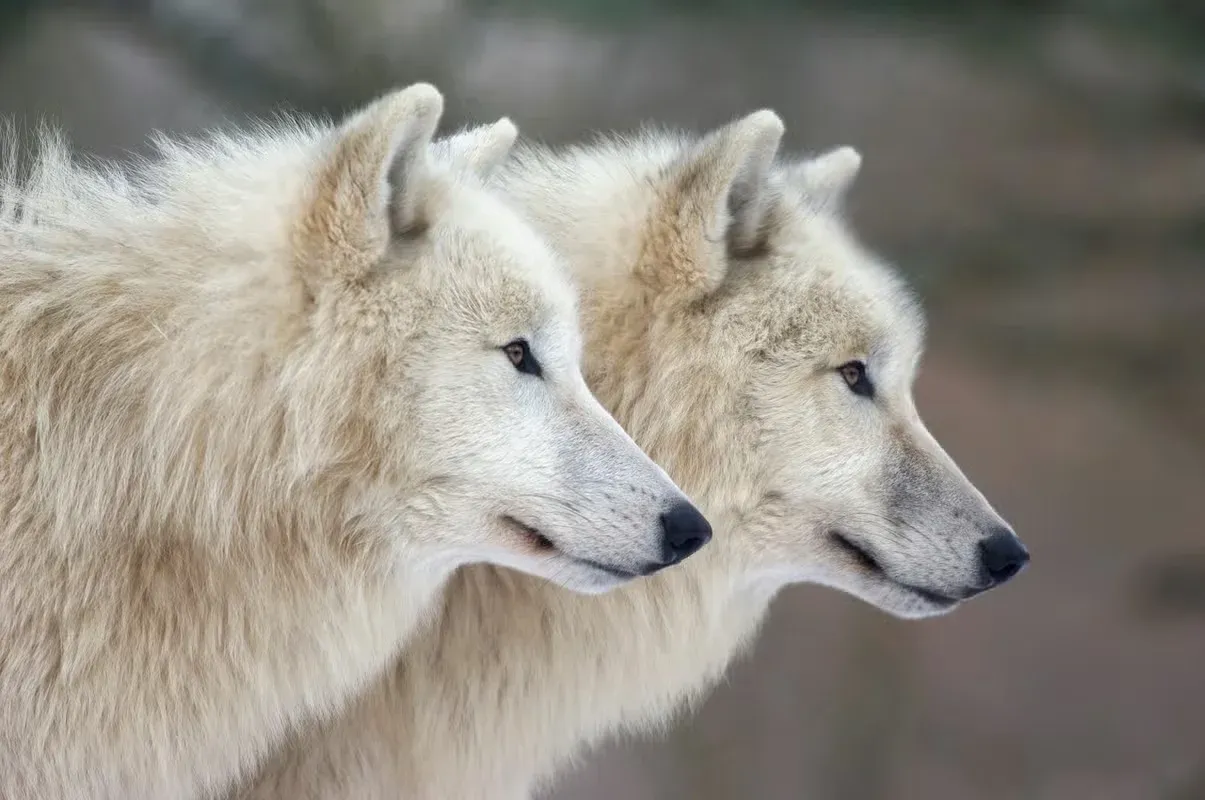 Two Arctic wolves standing side by side.