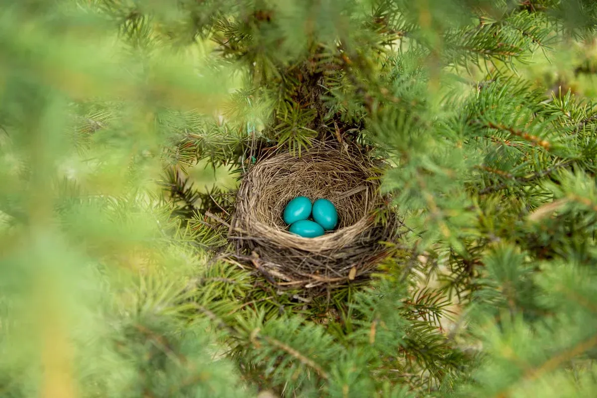 A robin's nest wth blue eggs tucked away in a pine tree.