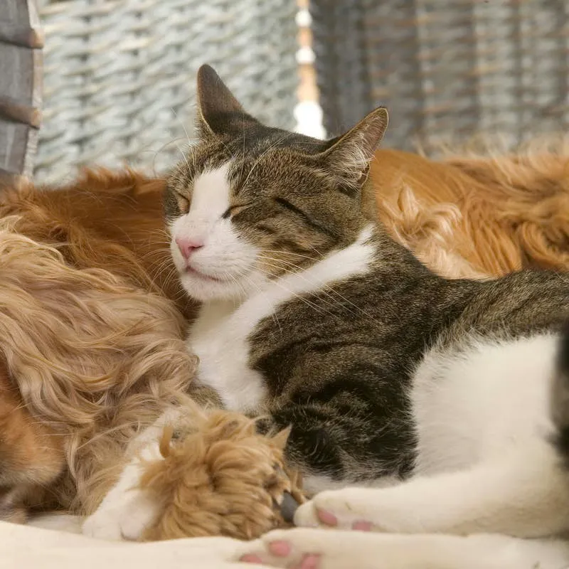 Find the Ideal Adorable Name for Your Beloved Animal Companion