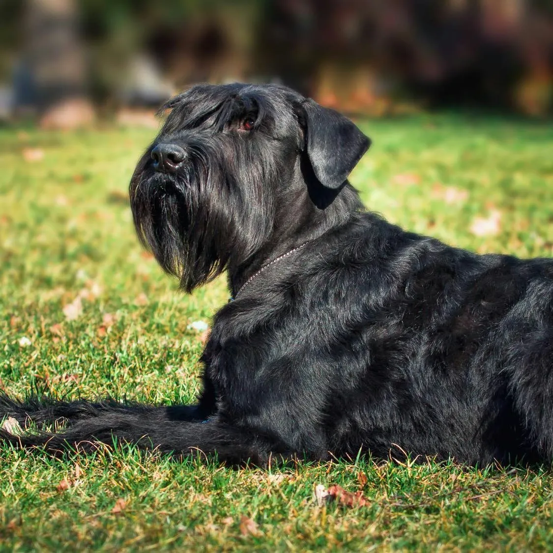 Giant Schnauzer: A Complete Guide to This Imposing German Breed