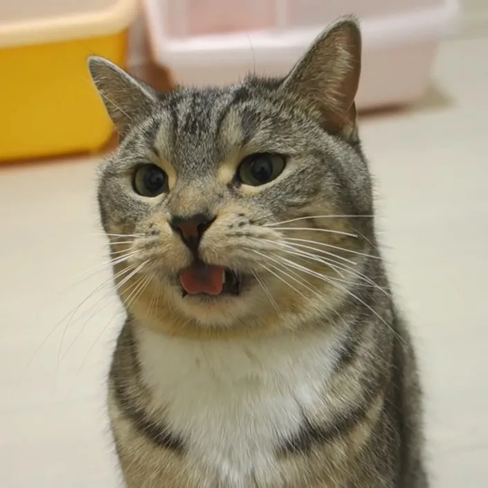 Understanding the Flehmen Response: Why Cats Curl Their Lips