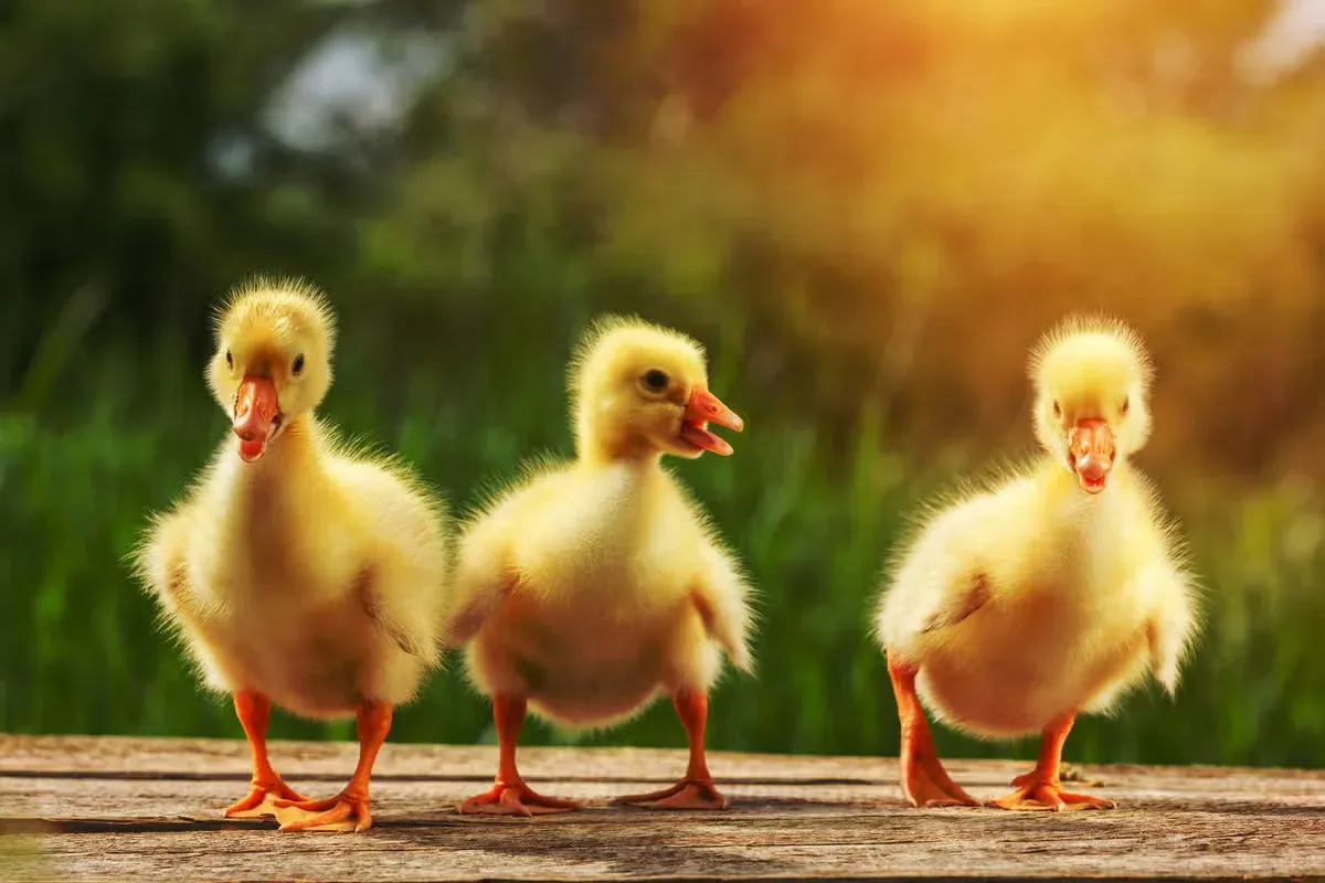 A trio of adorable ducklings with cute duck names.