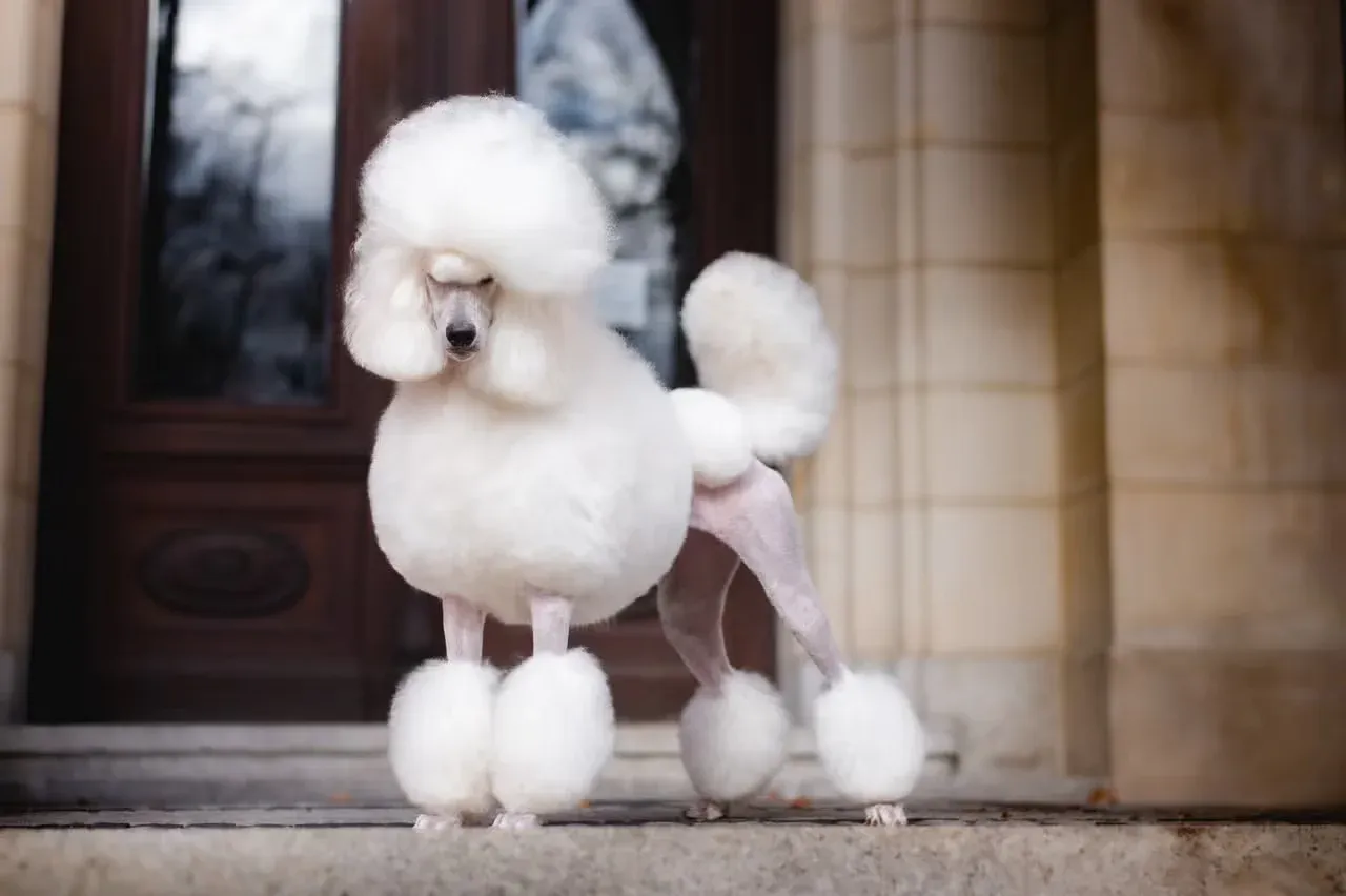 A glamorous white Poodle with a Hollywood name.