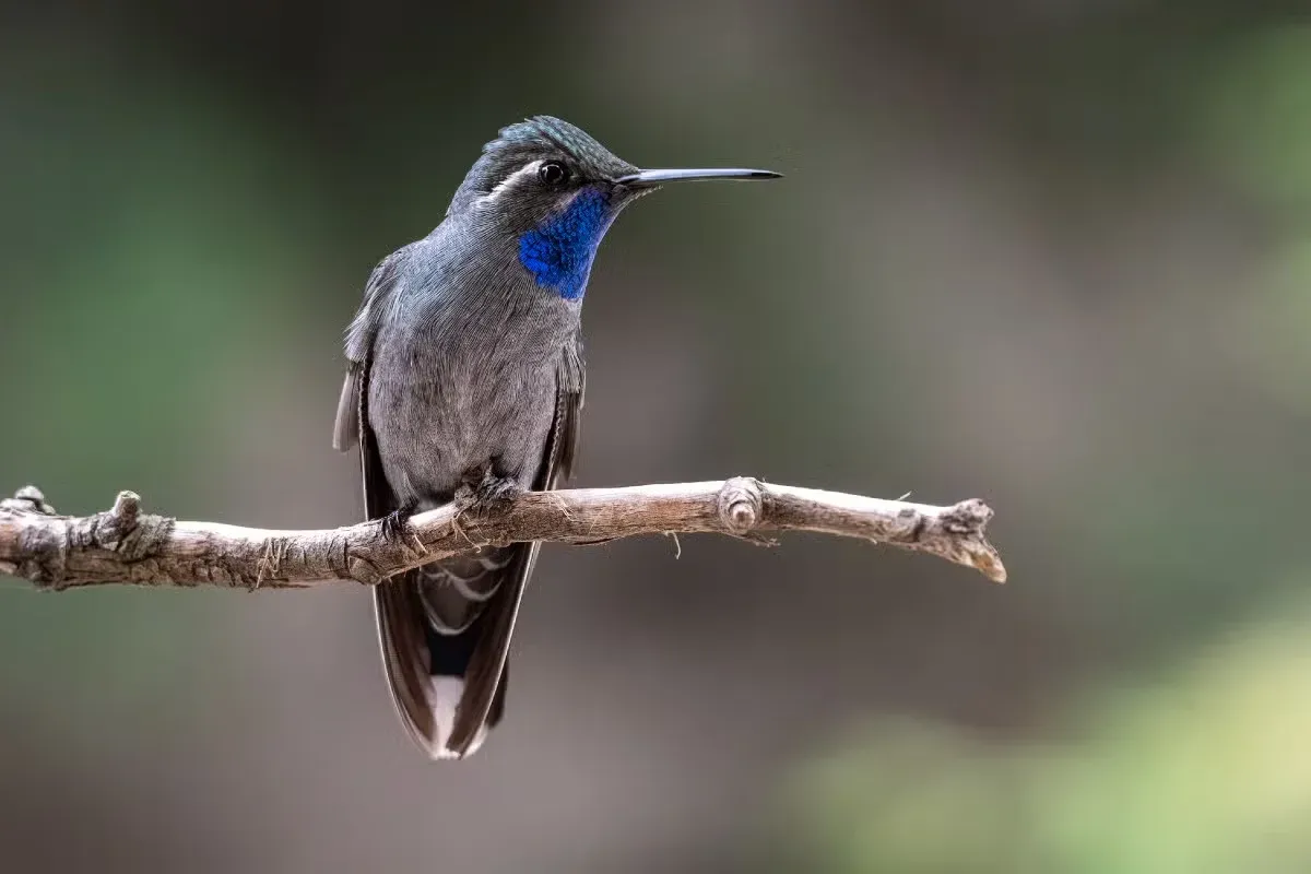 Hummingbirds are linked to joy, resilience, and healing.