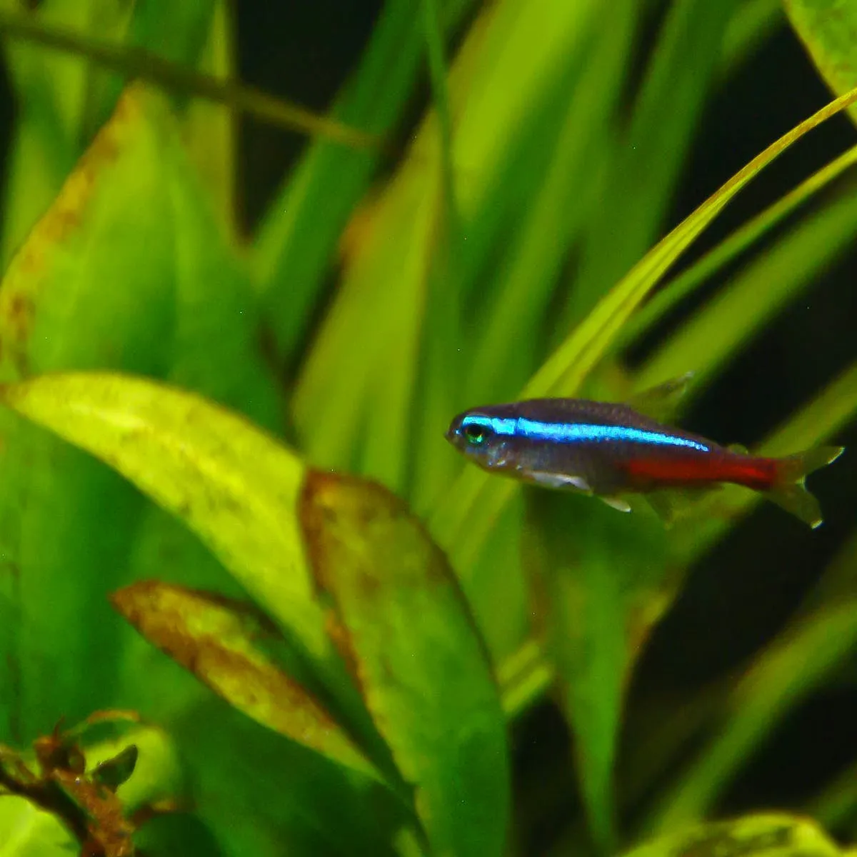 Essential Guide to Keeping Neon and Cardinal Tetras