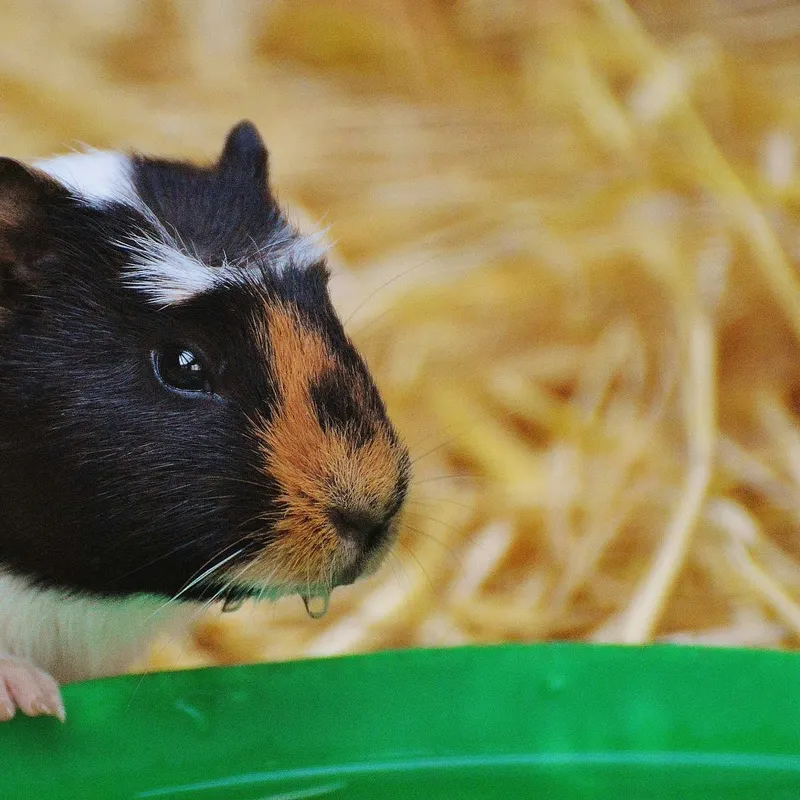 Guinea Pig Care: Top Five Missteps for New Owners to Avoid