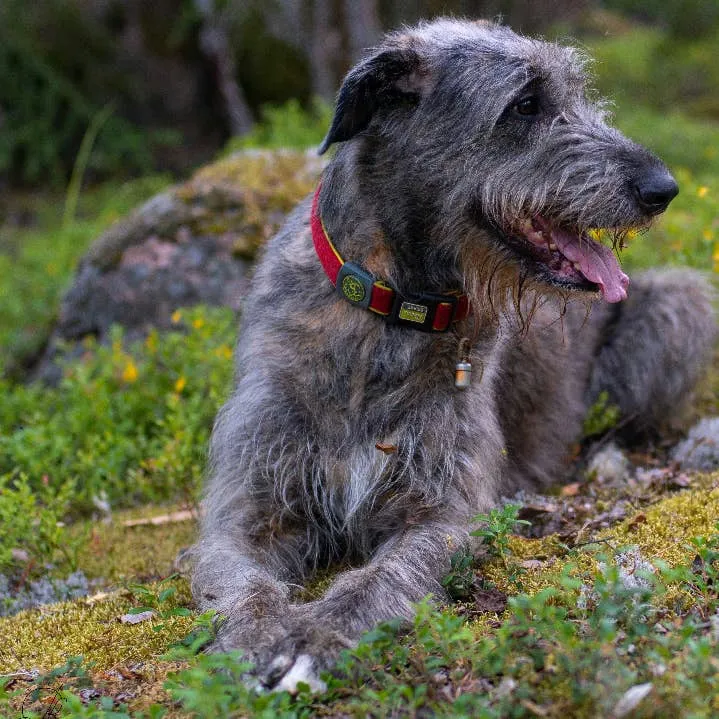 Getting to Know the Irish Wolfhound: A Portrait of the World's Tallest Dog Breed