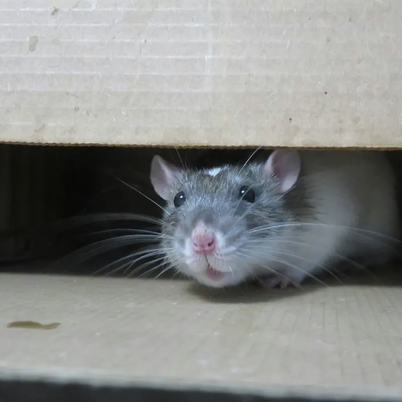 How Selective Breeding Turned Rats into a Multitude of Varieties