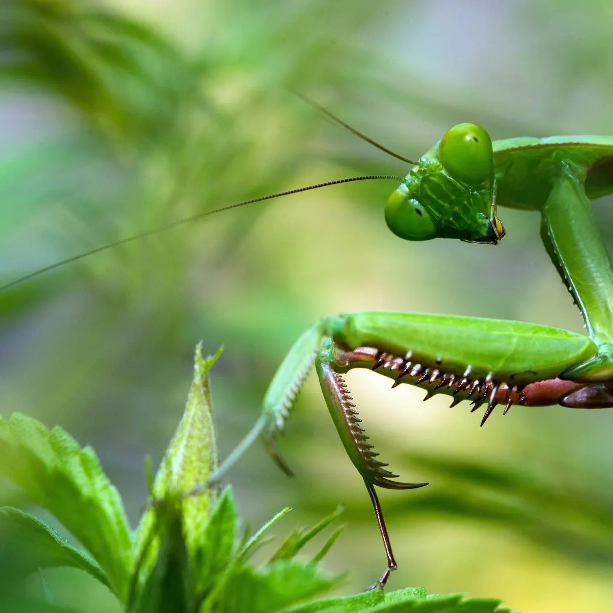 Keeping a Praying Mantis as a Pet: What You Need to Know