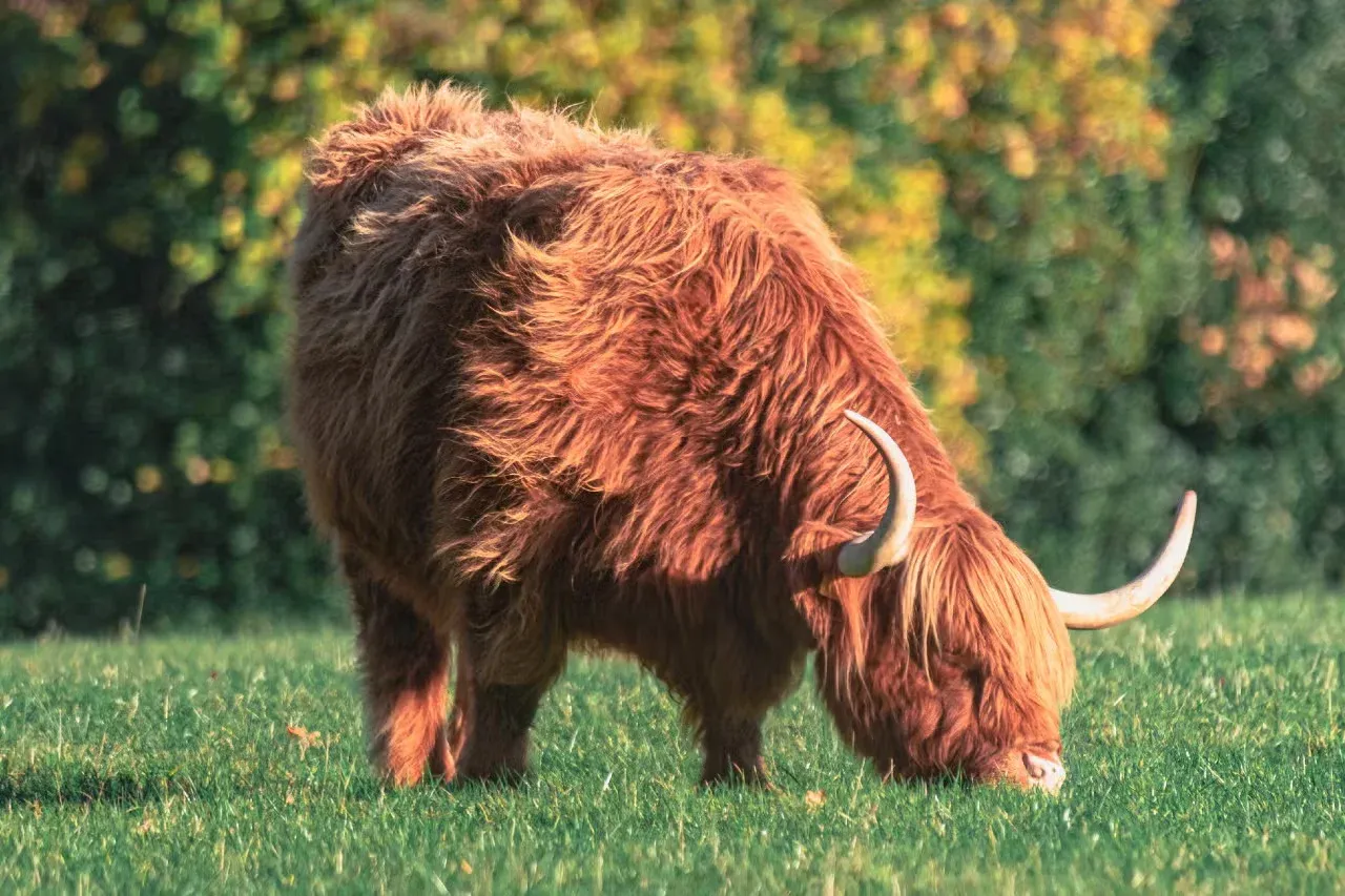 A Highland cow with a fabulous coat.