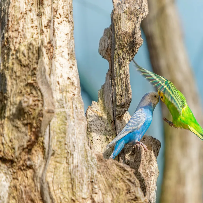 Bringing Home a Feathered Companion: A Guide to Choosing and Caring for a Pet Bird