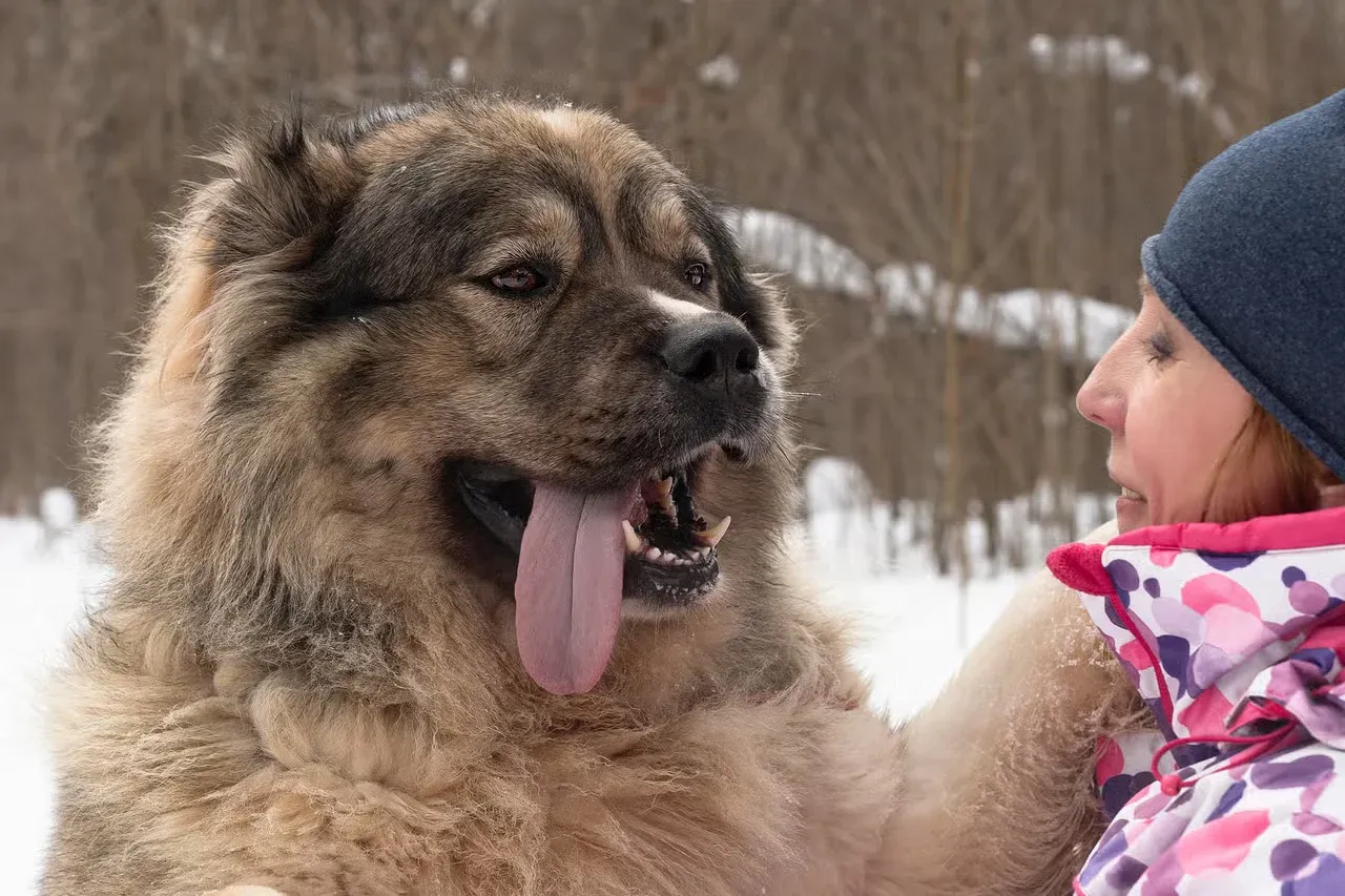 A Caucasian Ovcharka putting their paw on a woman's shoulder.