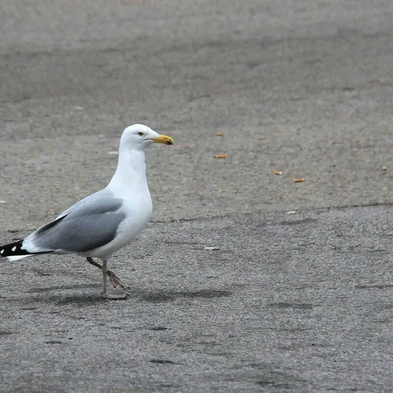 Seagull Pulls Off Daring Snack Aisle Robbery at Local Shop