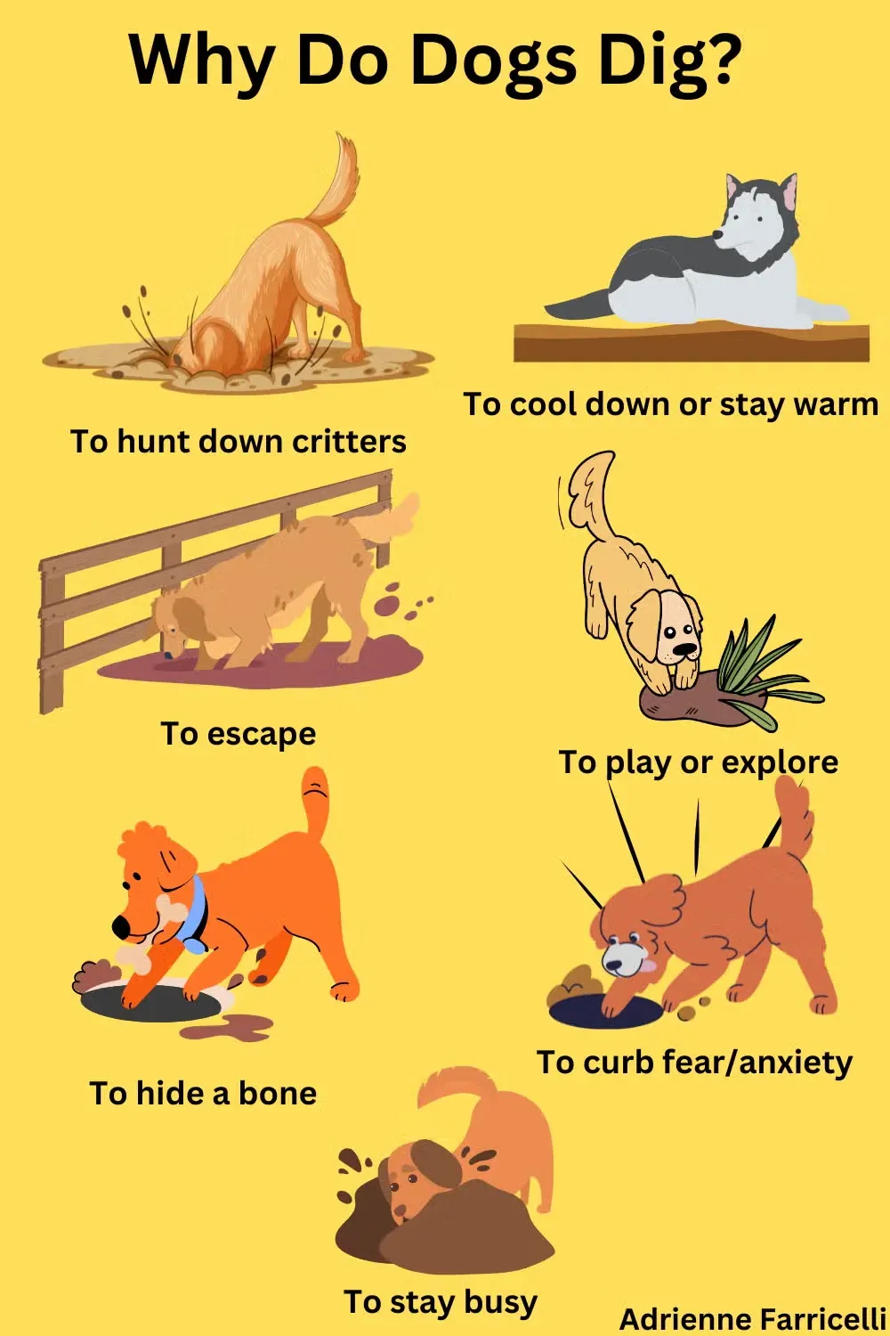 Infographic showing main reasons dogs dig