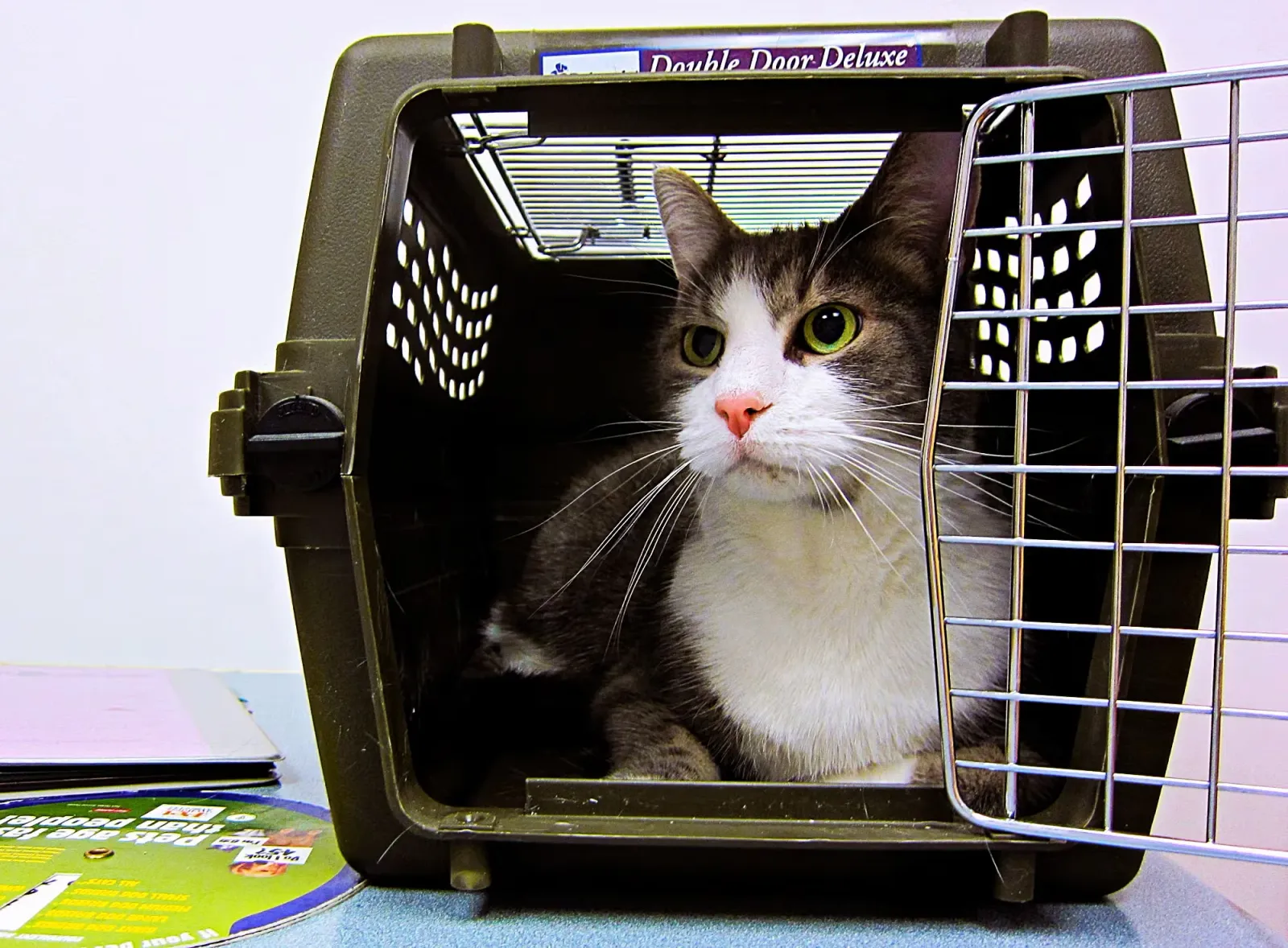 Cat in a Carrier