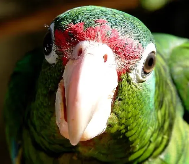 A green parrot