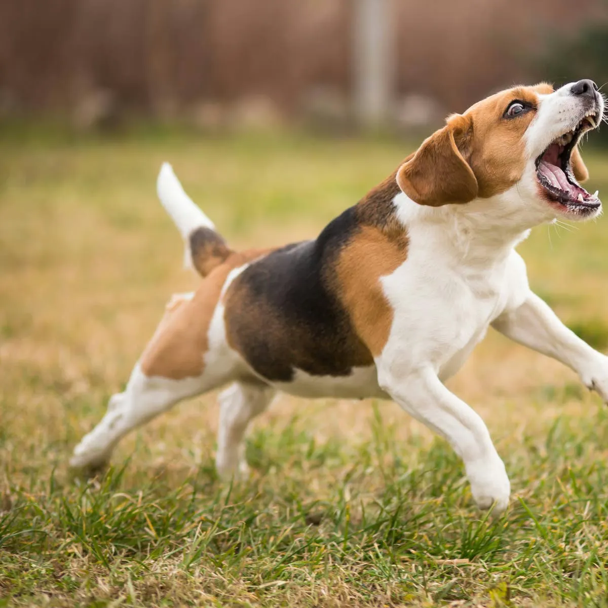 Jolly Pets Tree Tugger: A Chewy Find for Active Dogs