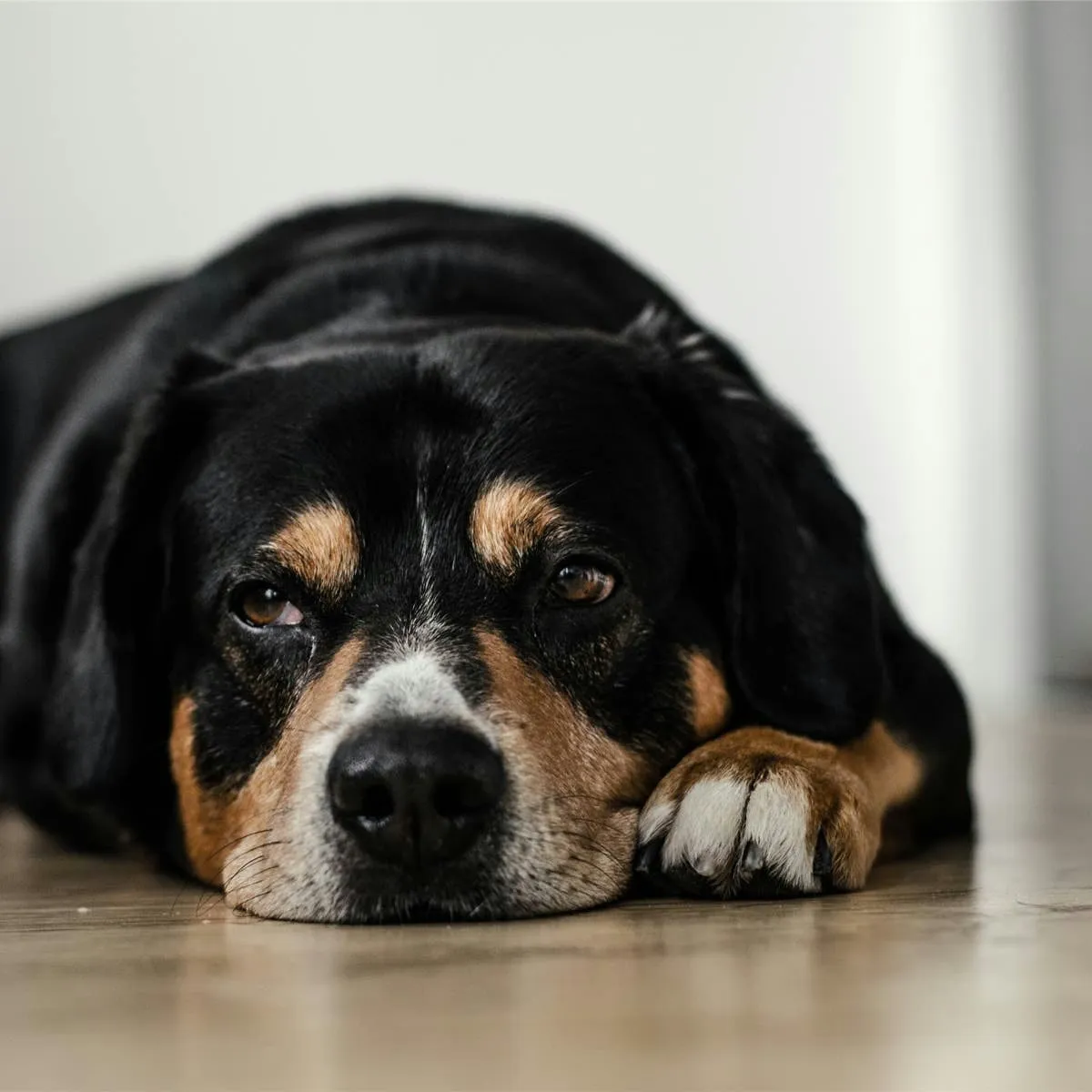 Canine Meningitis: Recognizing the Signs and Seeking Treatment